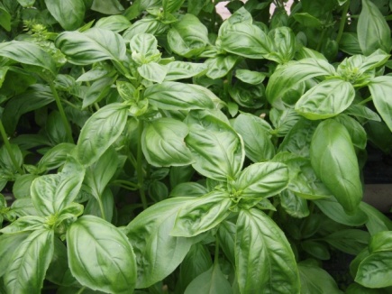 画像(435x326)・拡大画像(640x480)