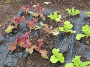 �摜(300x225)�E�g��摜(640x480)