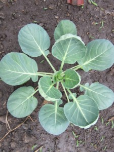 �摜(225x300)�E�g��摜(480x640)