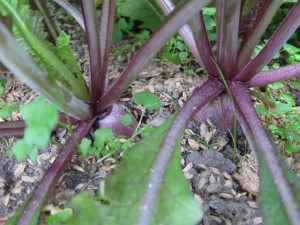 �摜(300x225)�E�g��摜(640x480)