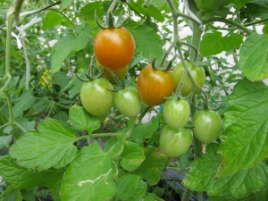 �摜(300x225)�E�g��摜(640x480)