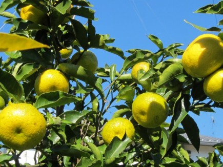 �摜(435x326)�E�g��摜(640x480)