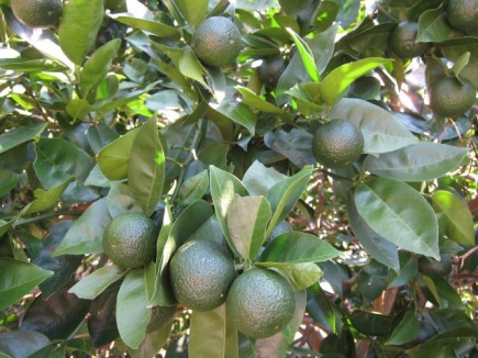 �摜(435x326)�E�g��摜(640x480)