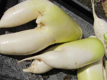 画像(435x326)・拡大画像(640x480)