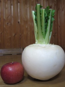 �摜(225x300)�E�g��摜(480x640)