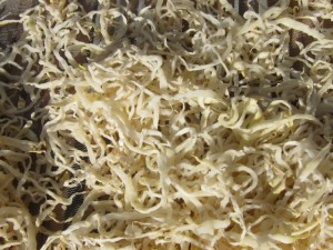 画像(300x225)・拡大画像(640x480)