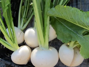 �摜(300x225)�E�g��摜(640x480)