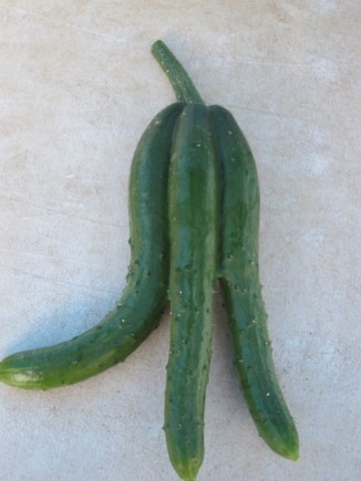 �摜(326x435)�E�g��摜(480x640)