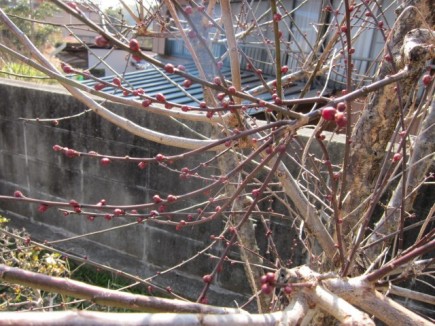 �摜(435x326)�E�g��摜(640x480)