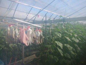 �摜(300x225)�E�g��摜(640x480)