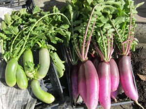 画像(300x225)・拡大画像(640x480)