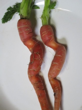 画像(326x435)・拡大画像(480x640)