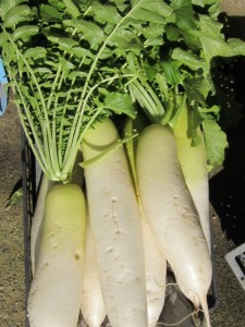 �摜(225x300)�E�g��摜(480x640)