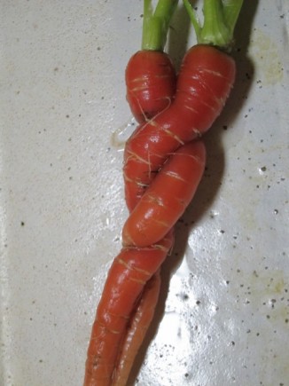 画像(326x435)・拡大画像(480x640)