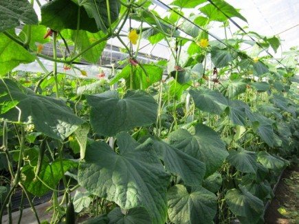 �摜(435x326)�E�g��摜(640x480)