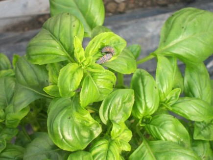 �摜(435x326)�E�g��摜(640x480)