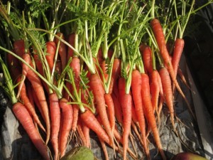 �摜(300x225)�E�g��摜(640x480)