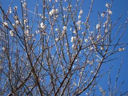 �摜(435x326)�E�g��摜(640x480)