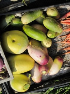 �摜(225x300)�E�g��摜(480x640)