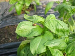 �摜(300x225)�E�g��摜(640x480)