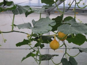 �摜(300x225)�E�g��摜(640x480)