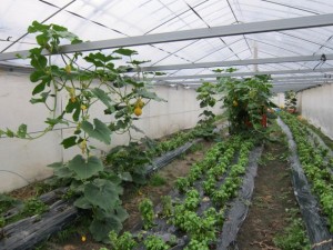 �摜(300x225)�E�g��摜(640x480)