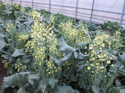 �摜(435x326)�E�g��摜(640x480)