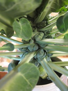 �摜(225x300)�E�g��摜(255x340)