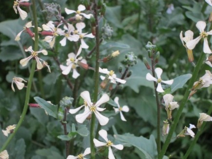 �摜(435x326)�E�g��摜(640x480)