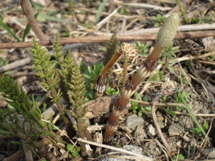 �摜(435x326)�E�g��摜(640x480)