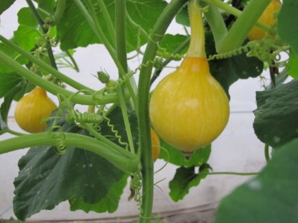 �摜(435x326)�E�g��摜(640x480)