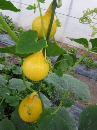 �摜(326x435)�E�g��摜(480x640)