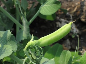 �摜(300x225)�E�g��摜(640x480)