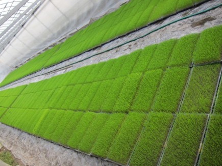 �摜(435x326)�E�g��摜(640x480)