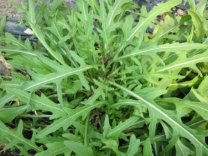 �摜(300x225)�E�g��摜(640x480)