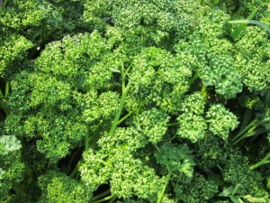 �摜(300x225)�E�g��摜(640x480)