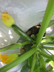 �摜(225x300)�E�g��摜(480x640)