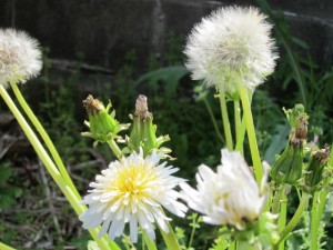 �摜(300x225)�E�g��摜(640x480)