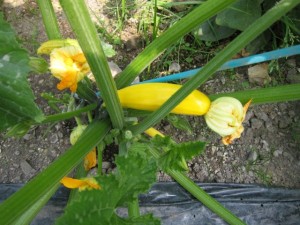 �摜(300x225)�E�g��摜(640x480)