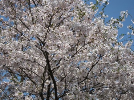 �摜(435x326)�E�g��摜(640x480)