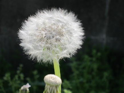 �摜(435x326)�E�g��摜(640x480)