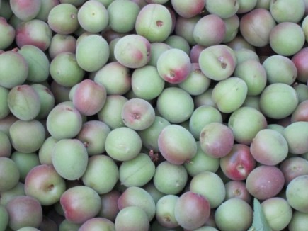 �摜(435x326)�E�g��摜(640x480)