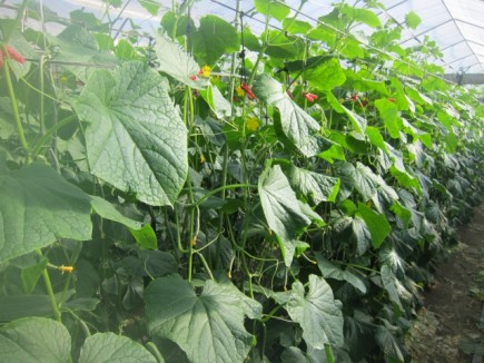 �摜(435x326)�E�g��摜(640x480)