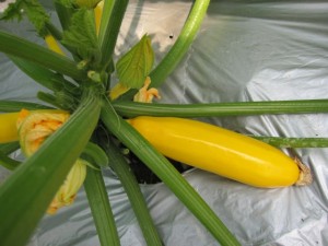 �摜(300x225)�E�g��摜(640x480)