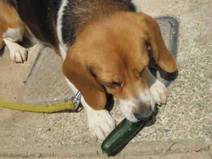 �摜(435x326)�E�g��摜(640x480)