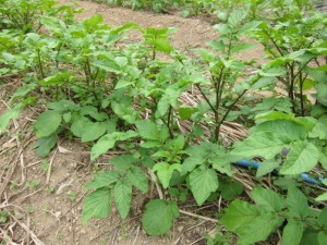 �摜(300x225)�E�g��摜(640x480)