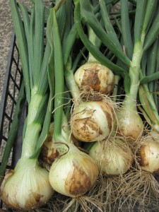 �摜(225x300)�E�g��摜(480x640)