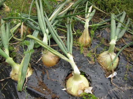 �摜(435x326)�E�g��摜(640x480)