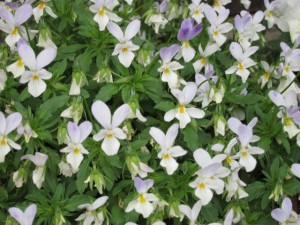 �摜(300x225)�E�g��摜(640x480)