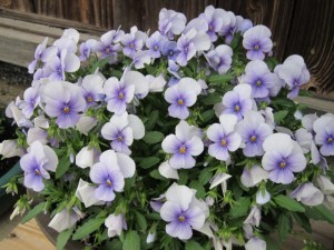 �摜(300x225)�E�g��摜(640x480)